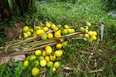 Petani Lokal Menjerit Digempur Buah Impor, Anggota DPR Kritisi Kebijakan Pemerintah