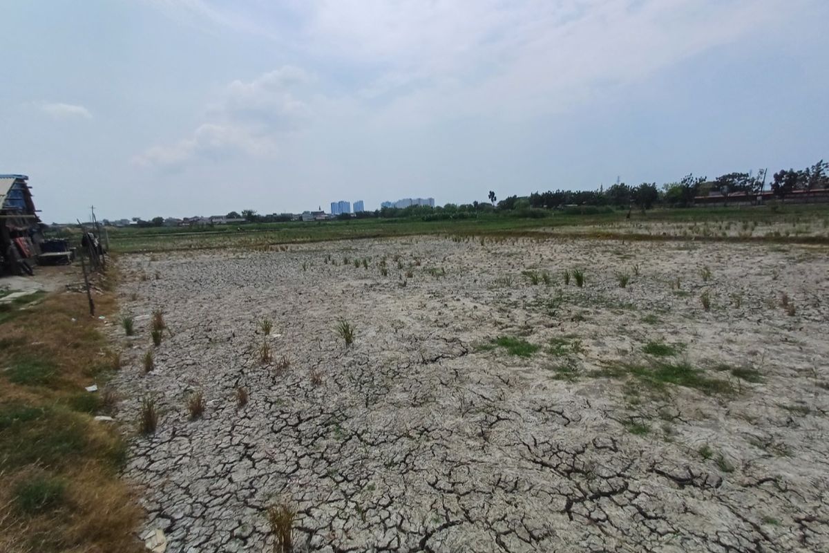 Sejumlah lahan di Rorotan, Cilincing, Jakarta Utara mengalami kekeringan akibat kemarau panjang di Ibu Kota pada Senin (9/10/2023).