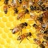 5 Manfaat Propolis untuk Kesehatan