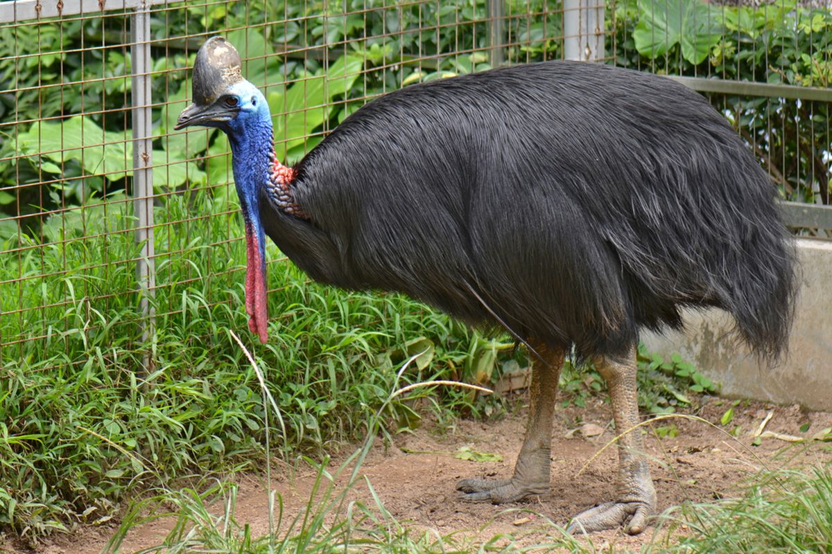 Bokep cewek punya burung besar