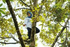 Viral, Foto-foto Bupati Lebak Panjat Pohon Durian