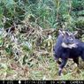 Kambing Hutan Sumatera, Satwa yang Hampir Punah, Terekam Kamera Jebak di Lampung