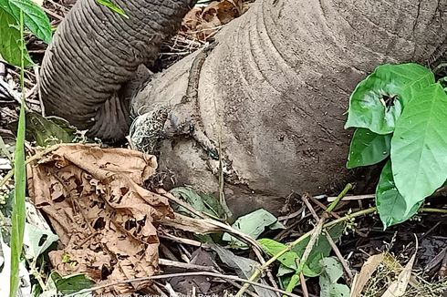 Seekor Anak Gajah Sumatera Kena Jerat Pemburu, Kakinya Infeksi