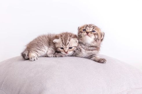 Fading Kitten Syndrome pada Anak Kucing, Kenali Gejala dan Penyebabnya