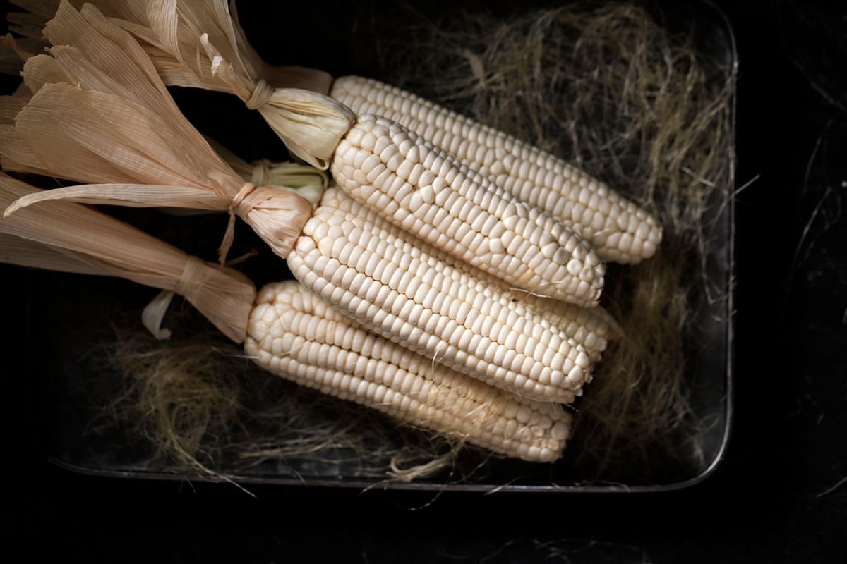 ilustrasi jagung ketan. 