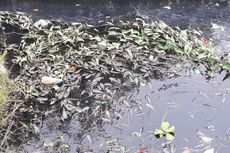 Air Kali Bekasi Tercemar, Ribuan Ikan Sapu-sapu Mati 