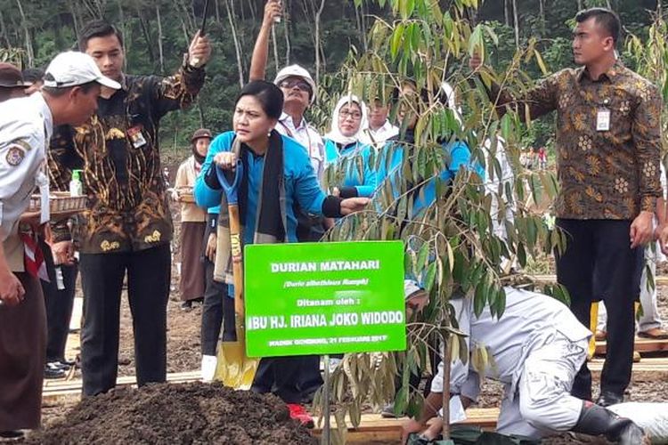 Ibu Negara Iriana Widodo saat melakukan penanaman pohon durian di sekitar Waduk Gondang, Karanganyar, Jawa Tengah, Selasa (21/2/2017).