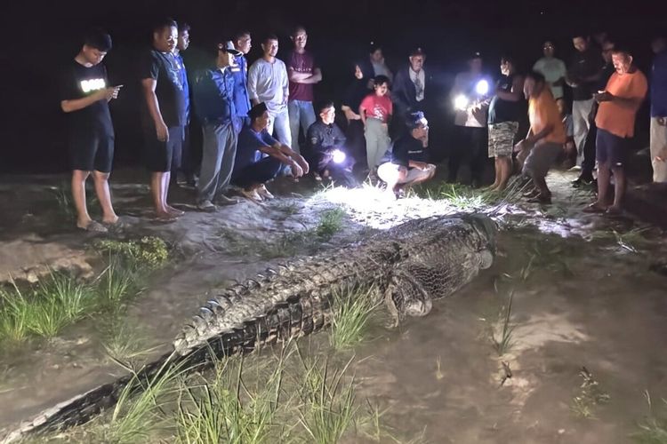 Buaya 7 Meter di Sungai Ladongi Koltim Belum Dievakuasi, BPL: Terkendala Lahan Penangkaran