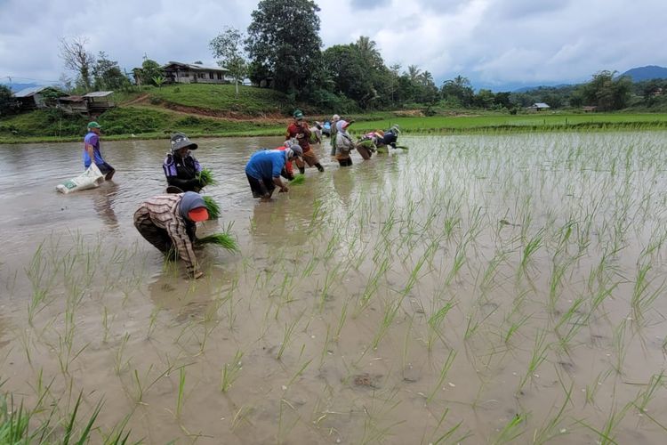 Para petani di Krayan Nunukan, Kaltara yang menanam padi Adan. Padi organik di perbatasan RI Malaysia ini terancam hilang karena pencemaran dan berkurangnya populasi kerbau
