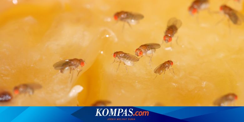 Dapur Dipenuhi Lalat Buah? Ini Cara Mengusirnya