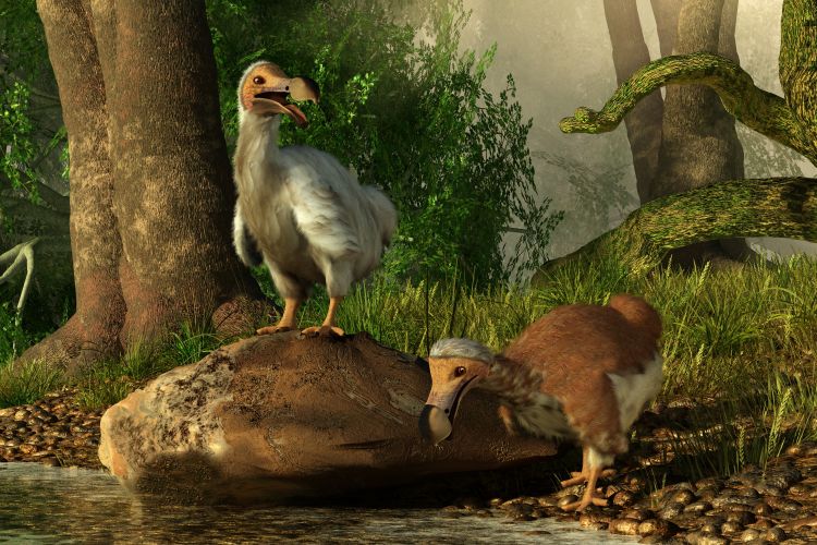 Ilustrasi burung dodo. Salah satu spesies burung yang telah punah. Sekelompok ilmuwan berencana menghidupkan kembali hewan tersebut dengan teknologi kloning.