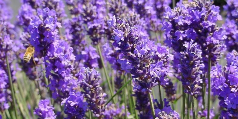 Di balik kecantikanya, terdapat zat linalool dan lynalyl acetate dalam Lavender yang tidak disukai nyamuk.