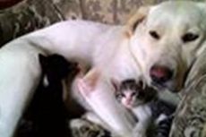 Duma, Anjing Labrador yang Rawat dan Susui 4 Anak Kucing