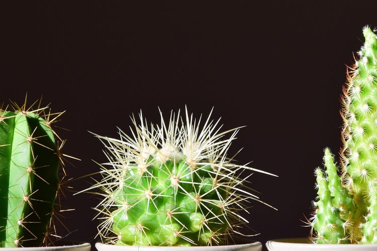 Ilustrasi tanaman kaktus. 