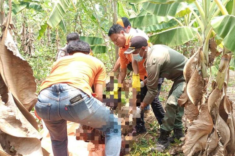 Tim Inafis Polres Karawang saat olah TKP di lokasi ditemukannya jasad pegawai honorer RSUD Karawang yang ditemukan di kebun pisang di Ciampel, Karawang, Jawa Barat, Selasa (7/11/2023).