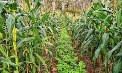 Musim Kemarau, Petani Diajak Manfaatkan Lahan Rawa dan Lahan Kering