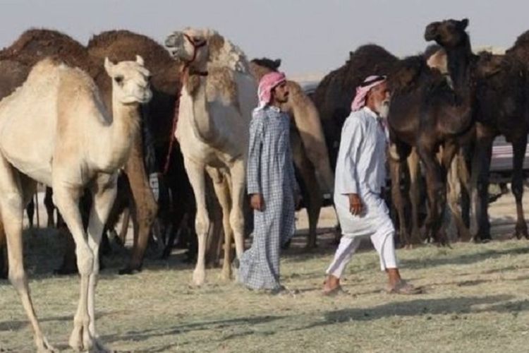 Kawanan besar unta melintasi perbatasan Arab Saudi untuk kembali ke Qatar dalam beberapa hari terakhir, diusir dari padang rumput Arab Saudi.