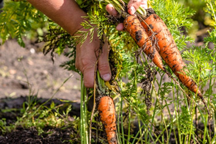 Ilustrasi panen wortel