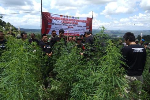 Polda Lampung Bakar 2 Hektar Kebun Ganja di Aceh, Pengembangan Tangkapan 135 Kg Ganja di Pelabuhan Bakauheni