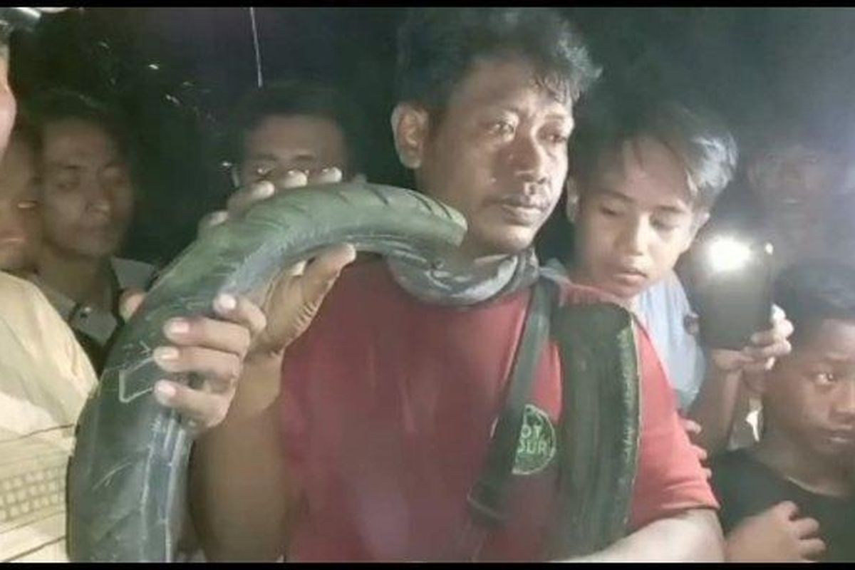 Tili warga asal Sragen, Jawa Tengah saat memperlihatkan anak dari Buaya Berkalung Ban, Senin (7/2/2022) malam 

