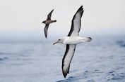 Habitat Burung Laut Menyusut, Terpaksa Terbang Lebih Jauh untuk Berburu