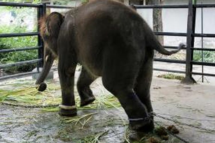 Seekor gajah di kebun binatang Surabaya terlihat kakinya dirantai.
