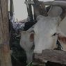 Panduan Penyelenggaraan Shalat Idul Adha dan Penyembelihan Hewan Kurban dari Kemenag