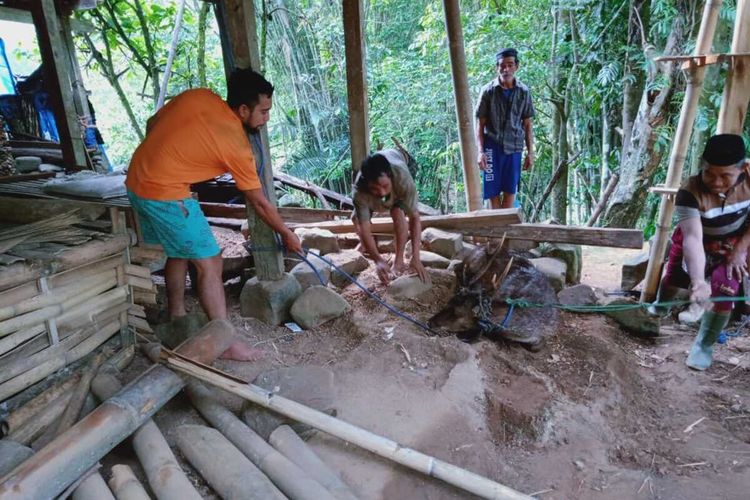 Seekor rusa berhasil di Kabupaten Gowa, Sulawesi Selatan berhasil setelah berkeliaran di perkampungan penduduk. Minggu, (5/1/2020).