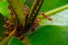 Cara Mengusir Semut Merah dari Rumah dengan Gampang