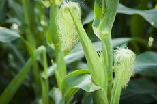 Cara Mengolah Batang Jagung Menjadi Pakan Ternak