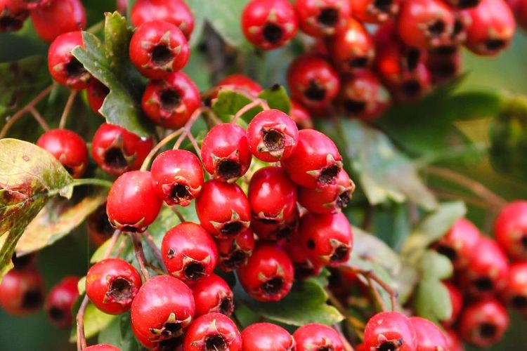 Ilustrasi tanaman thorn apple. 