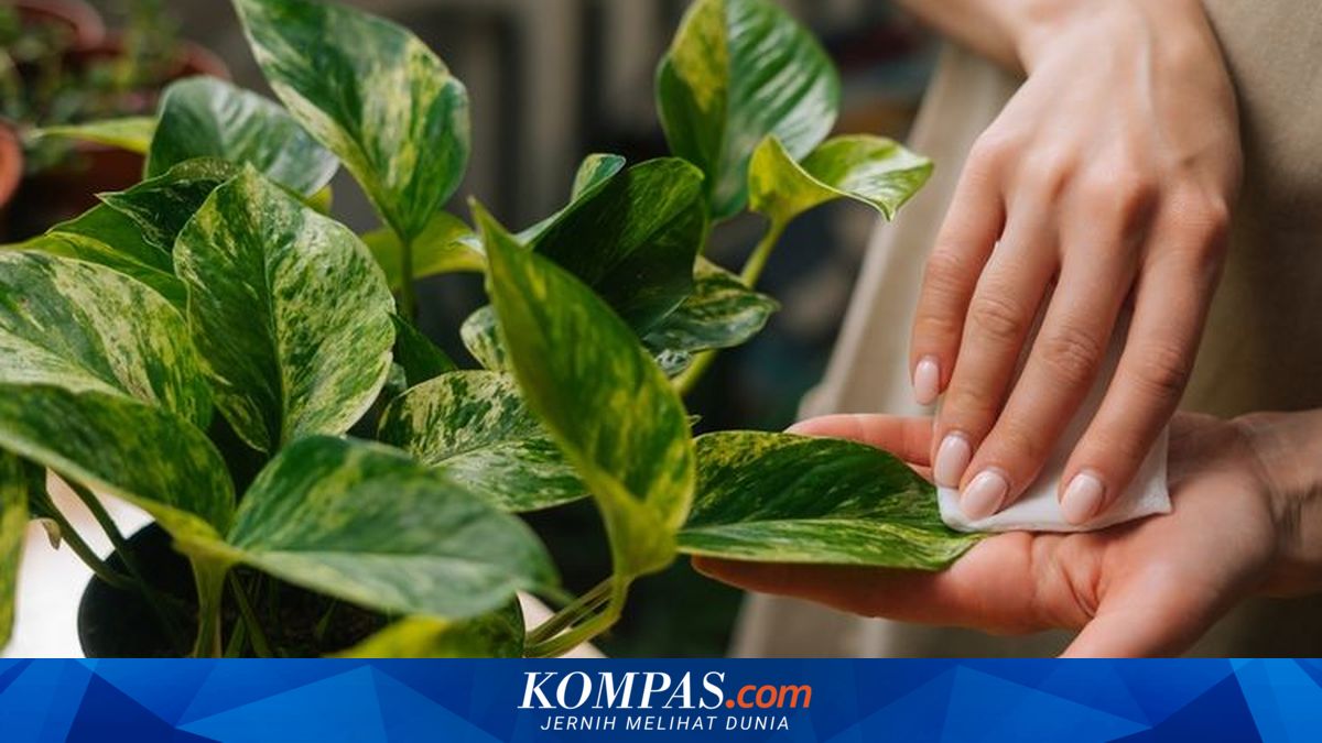Daun Tanaman Hias Indoor Keriting? Ini Penyebab dan Cara Mengatasinya
