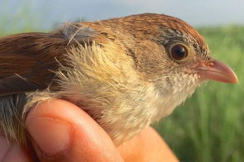 Spesies Burung Ditemukan Lagi Setelah 74 Tahun Dinyatakan Punah