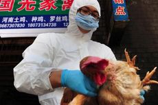 Hingga Akhir Agustus Ada 134 Kasus H7N9 di China