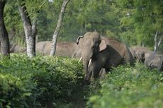 Dikejar dan Diusir Manusia, Gajah di India Stres