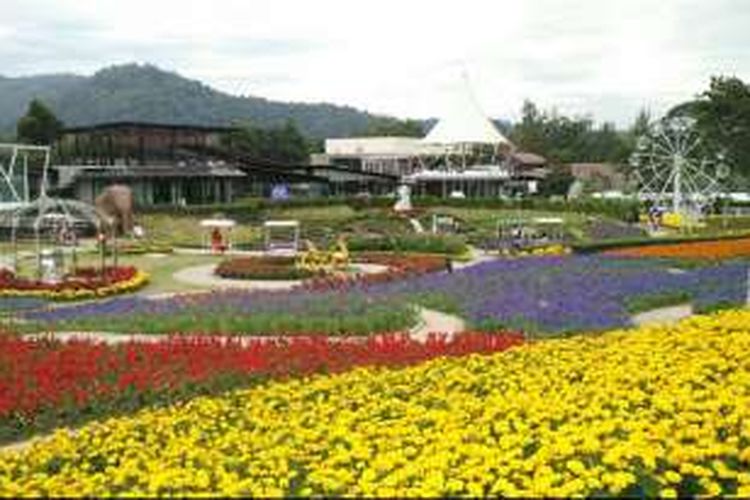 The Bloom, taman bunga terbesar di Thailand yang terletak di wilayah Khao Yai, Phaya Yen, Distrik Pak Chong, Provinsi Nakhon Ratchasima, Selasa (6/12/2016).