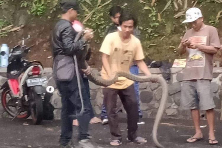 Foto dua warga amankan dua ular king kobra yang jatuh di sekitar kawasan Cadas Pangeran, Sumedang, Jawa Barat. Foto Facebook RobetCoy. AAM AMINULLAH/KOMPAS.com