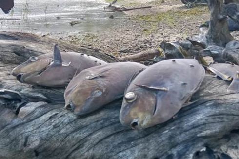 Fakta Ribuan Ikan Mati di Pantai Ambon, Bau Amis Menyengat hingga LIPI Ambil Sampel Bangkai