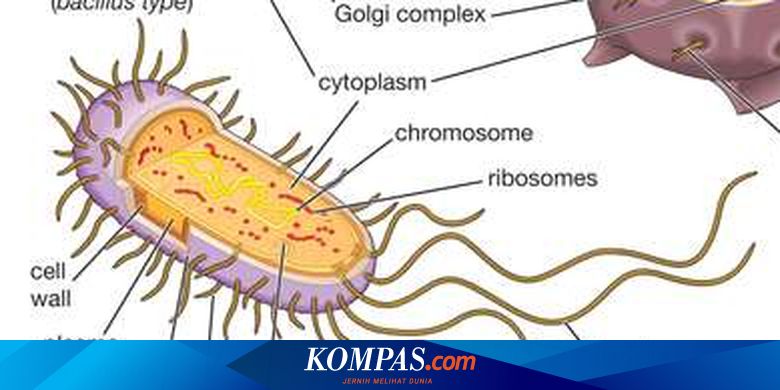 Bakteri Merupakan Contoh Organisme Prokariotik