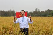 Kementrans Kembangkan Ubi Jalar Jadi Pangan Alternatif Selain Beras