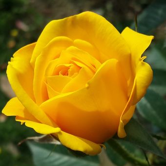 Ilustrasi bunga mawar kuning. 