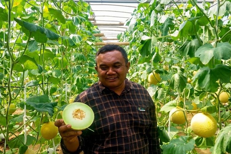 Melon Petani Blitar Tembus Singapura, Akses Pasar Jadi Kunci Naik Kelas