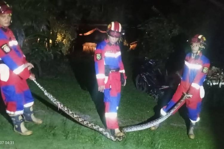 Damkar Kota Bengkulu Terima Laporan Evakuasi 50 Ular dalam 5 Bulan