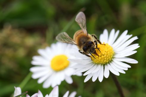 Virus Mematikan Ancam Koloni Lebah Madu di Dunia