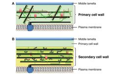 Perbedaan Dinding Sel Primer dan Dinding Sel Sekunder