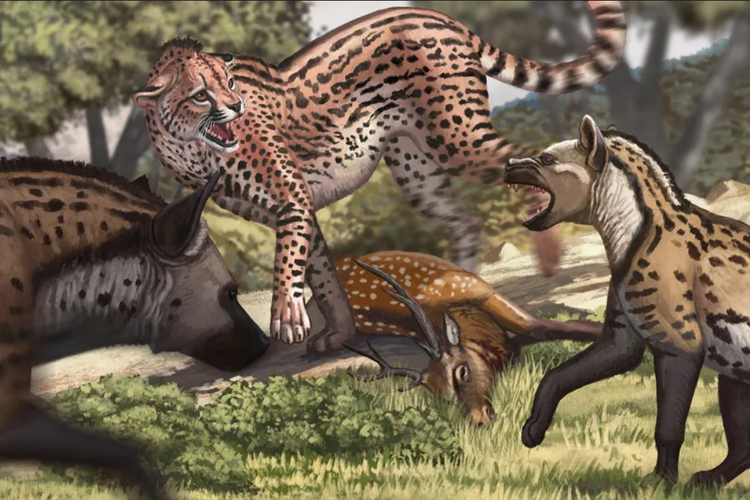 Cheetah Terbesar di Dunia Hidup 1 Juta Tahun Lalu, Seperti Apa?