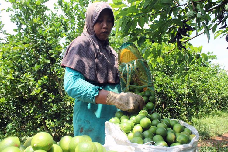 Para petani di Desa Kebonagung merasakan keuntungan usai membudidayakan jeruk nipis.
