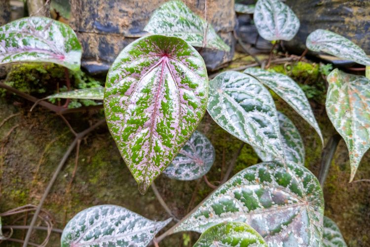 Ilustrasi tanaman sirih merah, daun sirih merah. 
