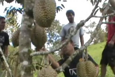 Asyiknya Berwisata Buah Sambil Belajar Cara Menanam Durian