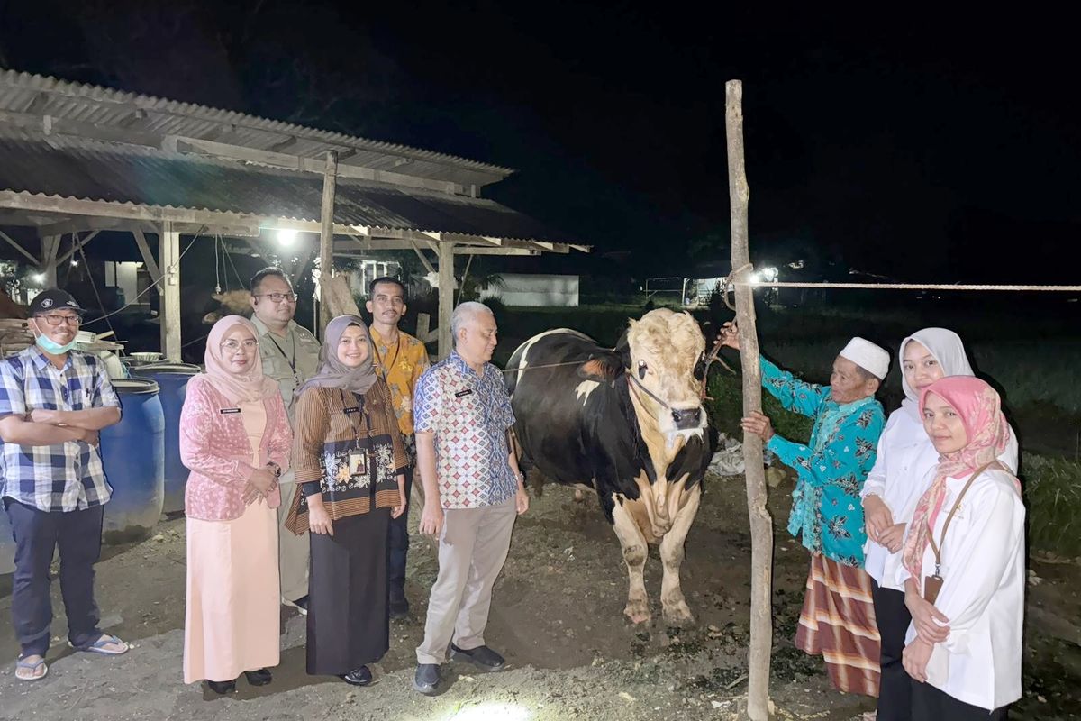 Jamil Achmadi (memakai topi dan kacamata) saat mendampingi perwakilan Setneg RI dan Dirjen PKH melihat sapi Bimo di rumah Jamil di Desa Katol Timur, Kecamatan Geger, Kabupaten Bangkalan, Rabu (28/5/2025). 